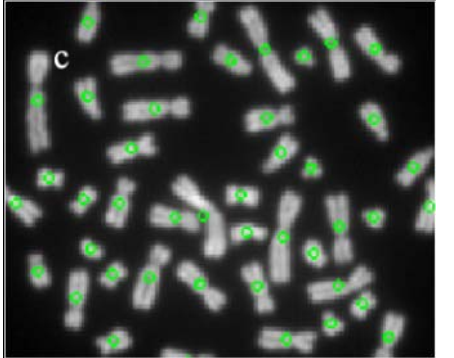 the result of
identification of the rod-shaped cell imag