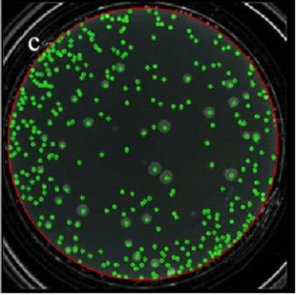 the result of identification of the colonies
cell image