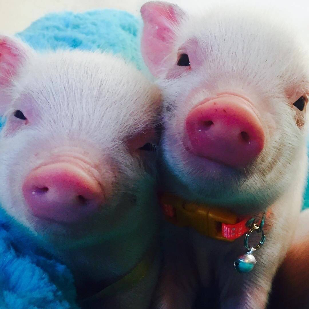 主题:猪仔和羊妹[27]收藏该贴已收藏