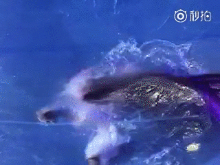 img_7194.gif
