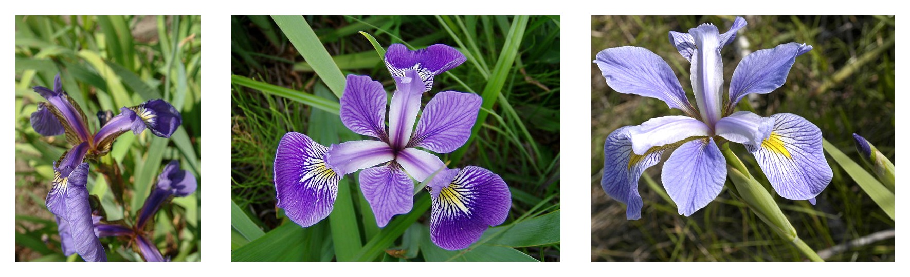 iris_three_species.jpg