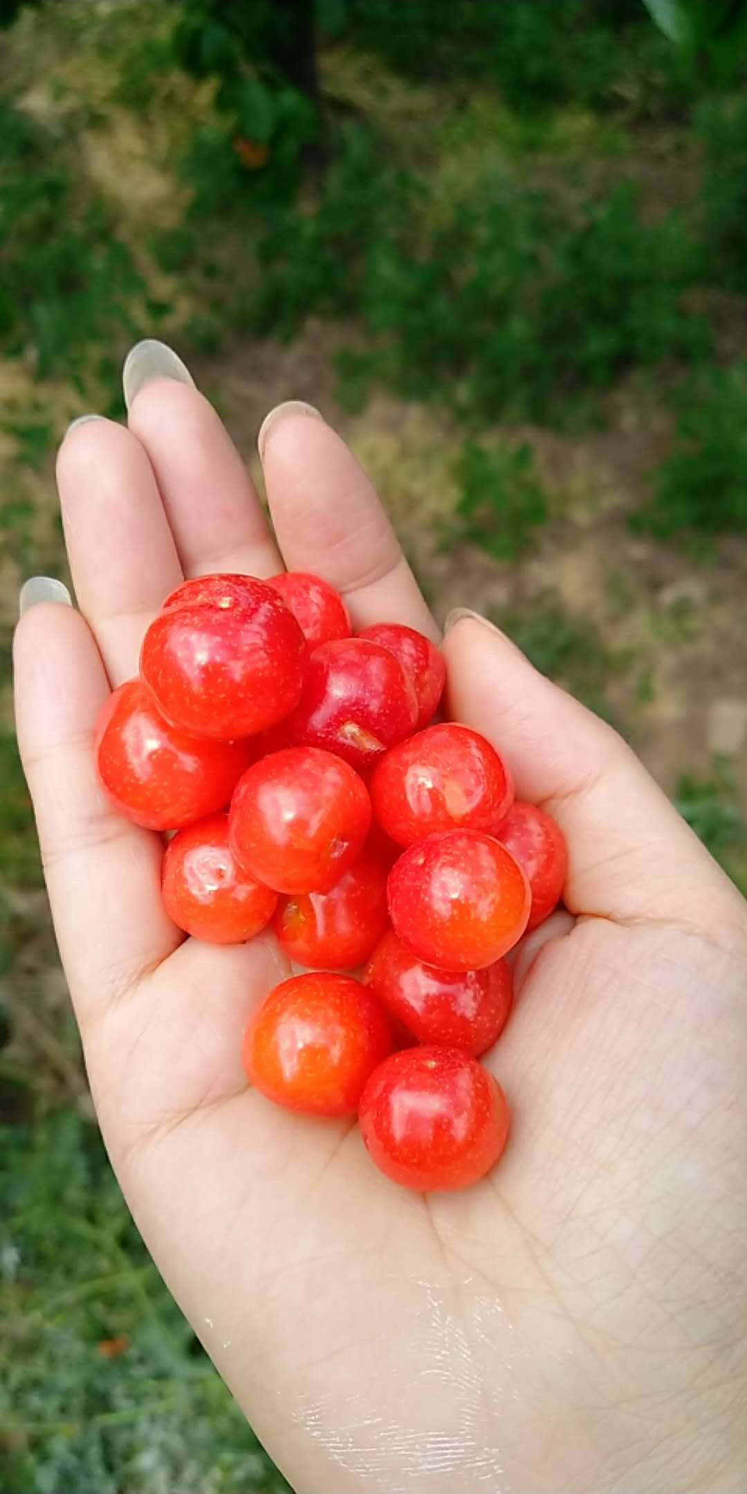 主题:家乡樱桃红了,三块钱一斤,我买了10斤,现在有点发愁.