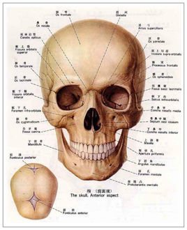 正常头骨侧面图片