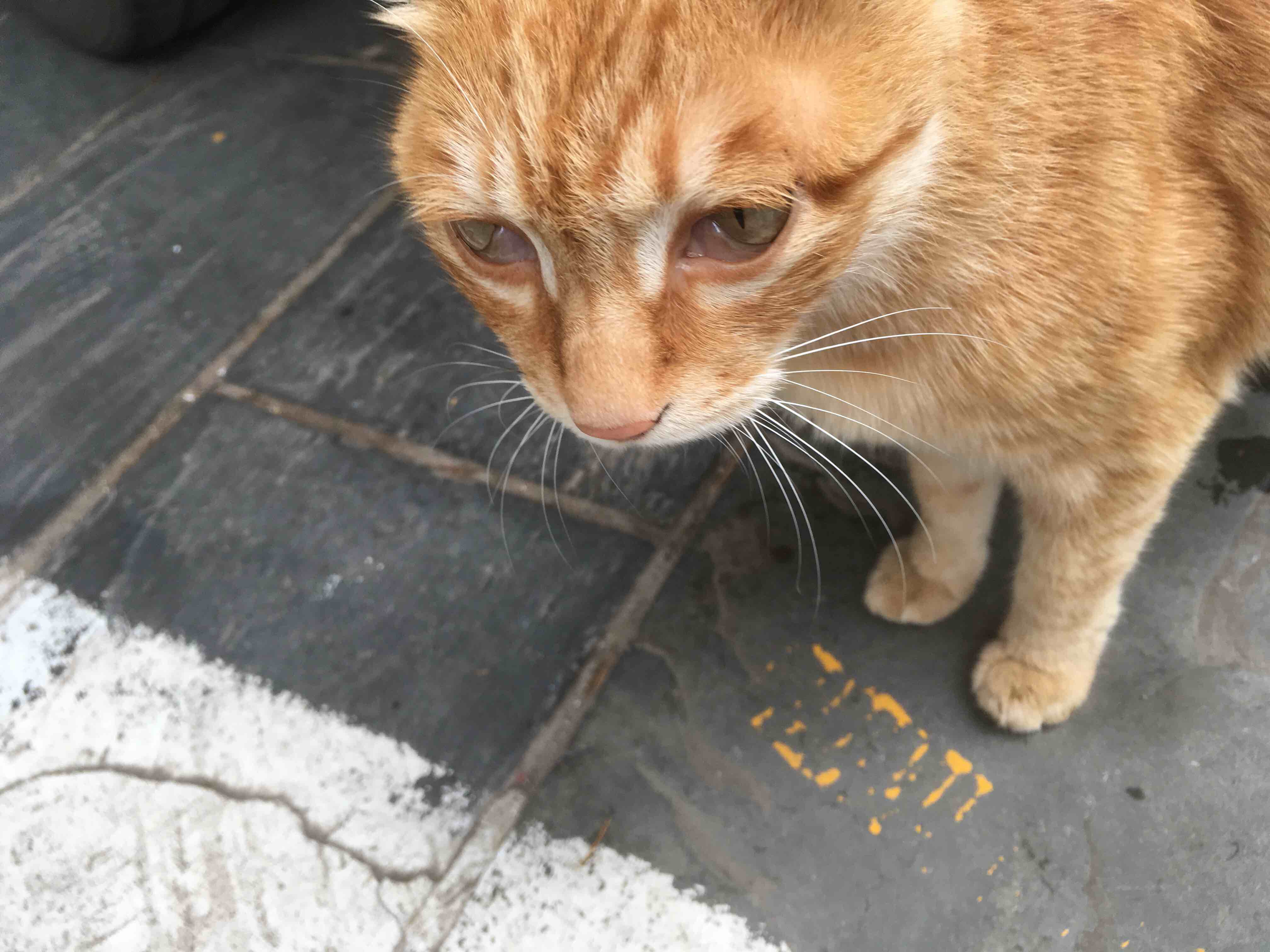 主题宠物xq猫的眼睑外翻了而且整天流泪是什么毛病前两天还好好的带去