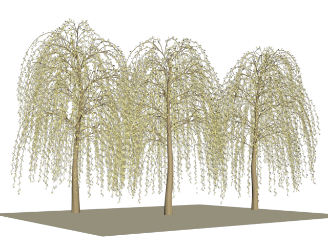 weeping willow.png