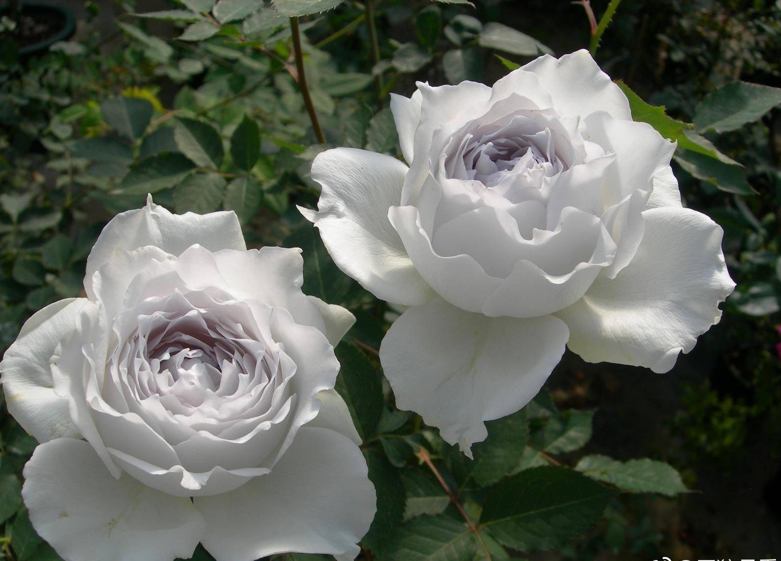 主题:惊叹xq,加百列大天使真的好美啊[41]收藏该帖已收藏