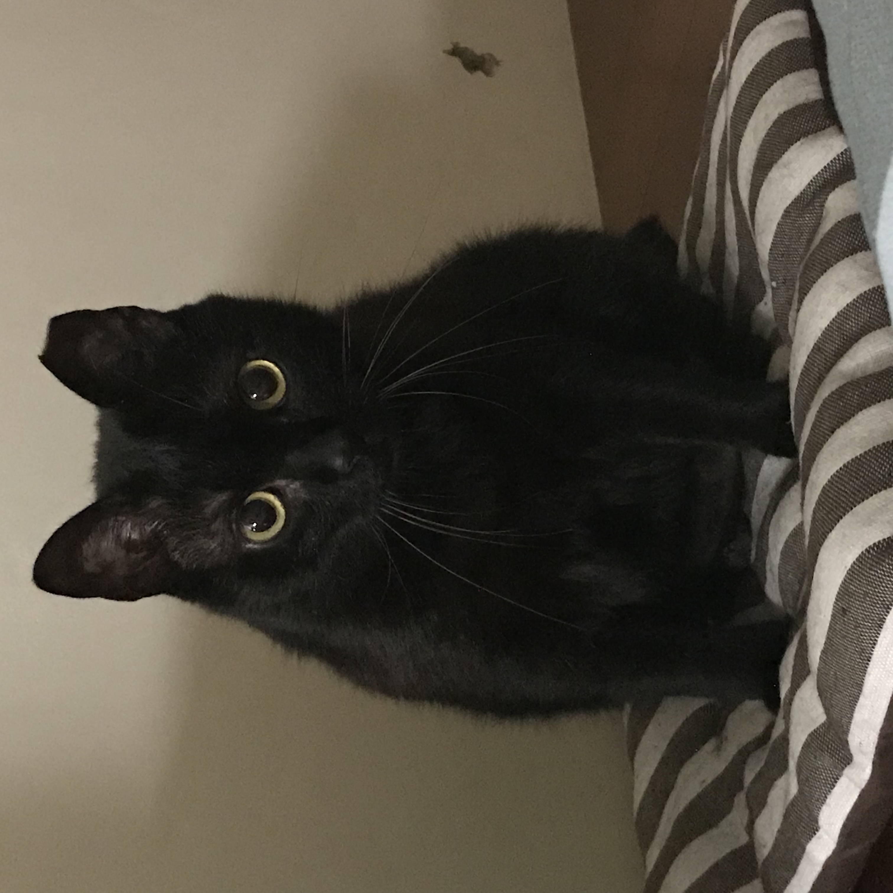 主题:刚刚码字时我家猫跳我腿上坐了一下,等他离开后我低头一看.