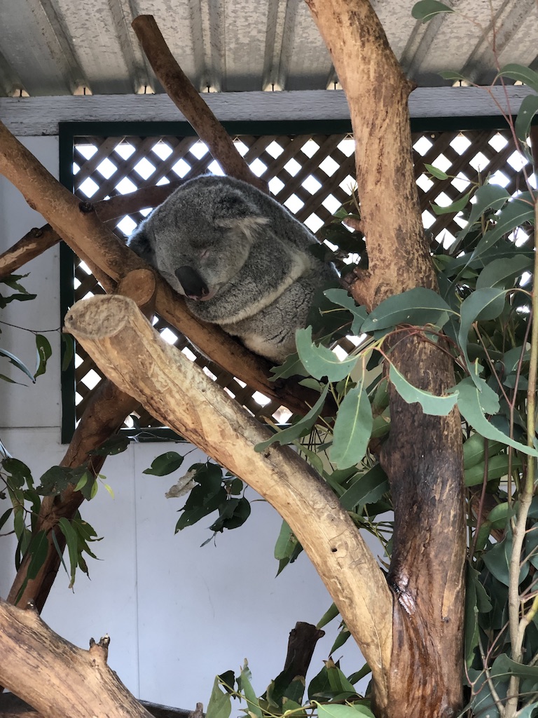 A sleeping Koala