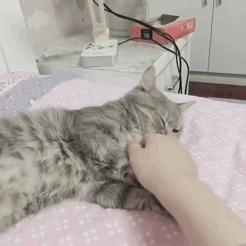 主题:猫咪xq,我每次把我的猫挠到咕噜咕噜就停手[10]收藏该帖已收藏