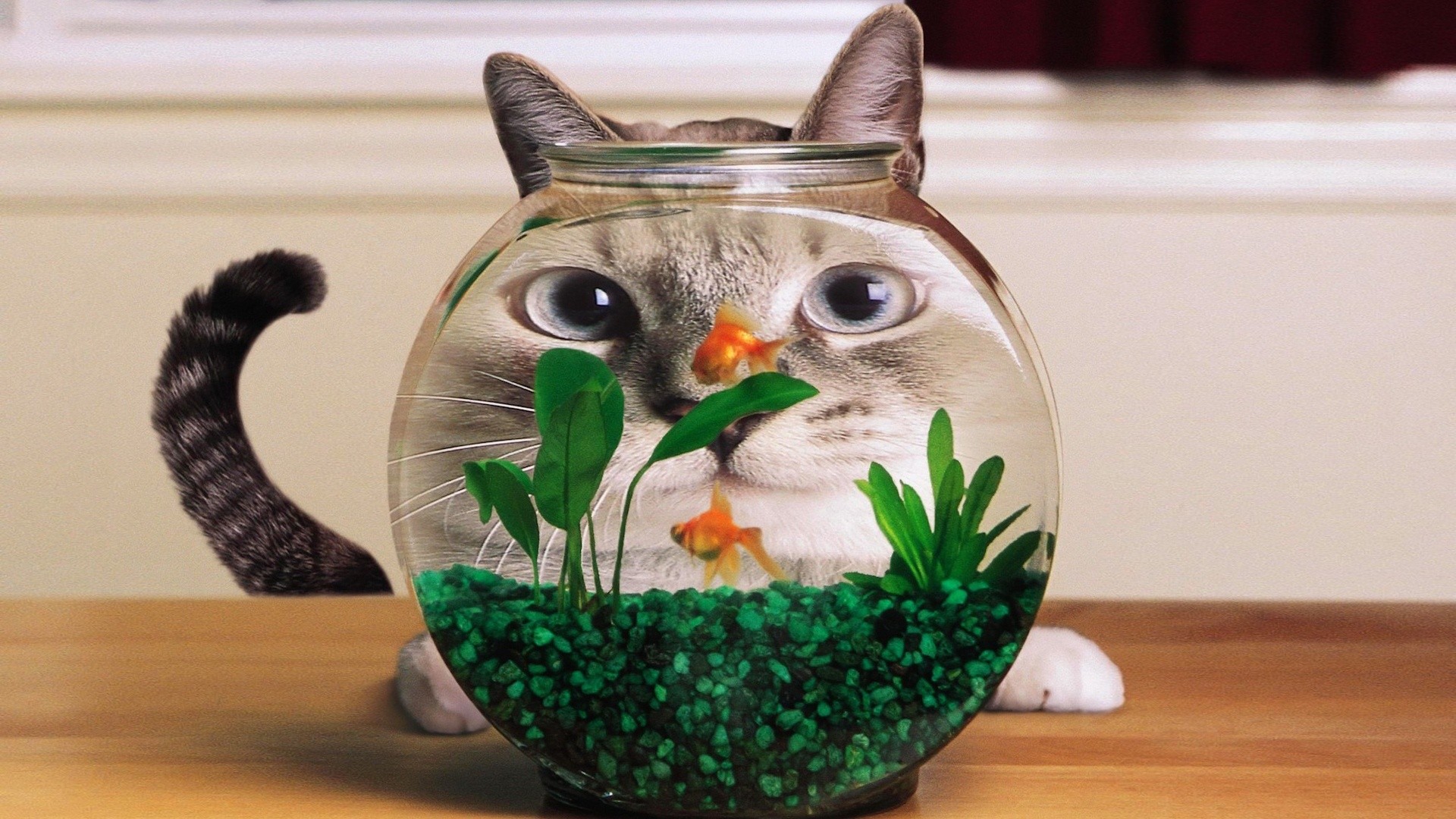 cat & fish