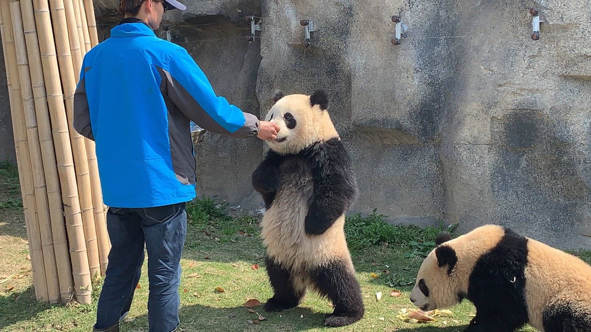 主题@滚滚圈,这两天雪宝站立的图片视频是不是出圈了?