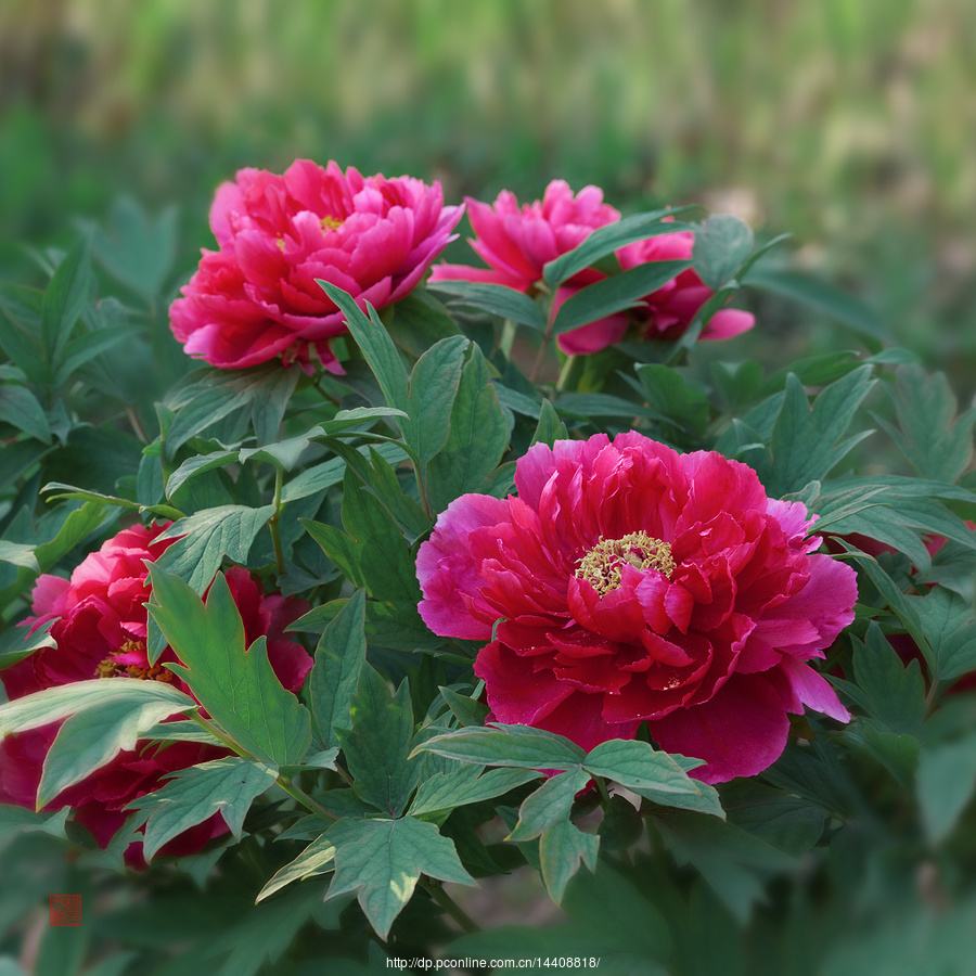 隔壁居然说牡丹秒杀一切庸脂俗粉,牡丹粉清醒一点,你牡丹自己就是庸脂