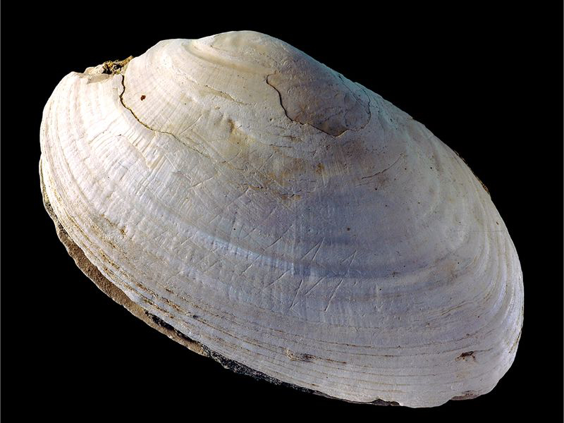 shell