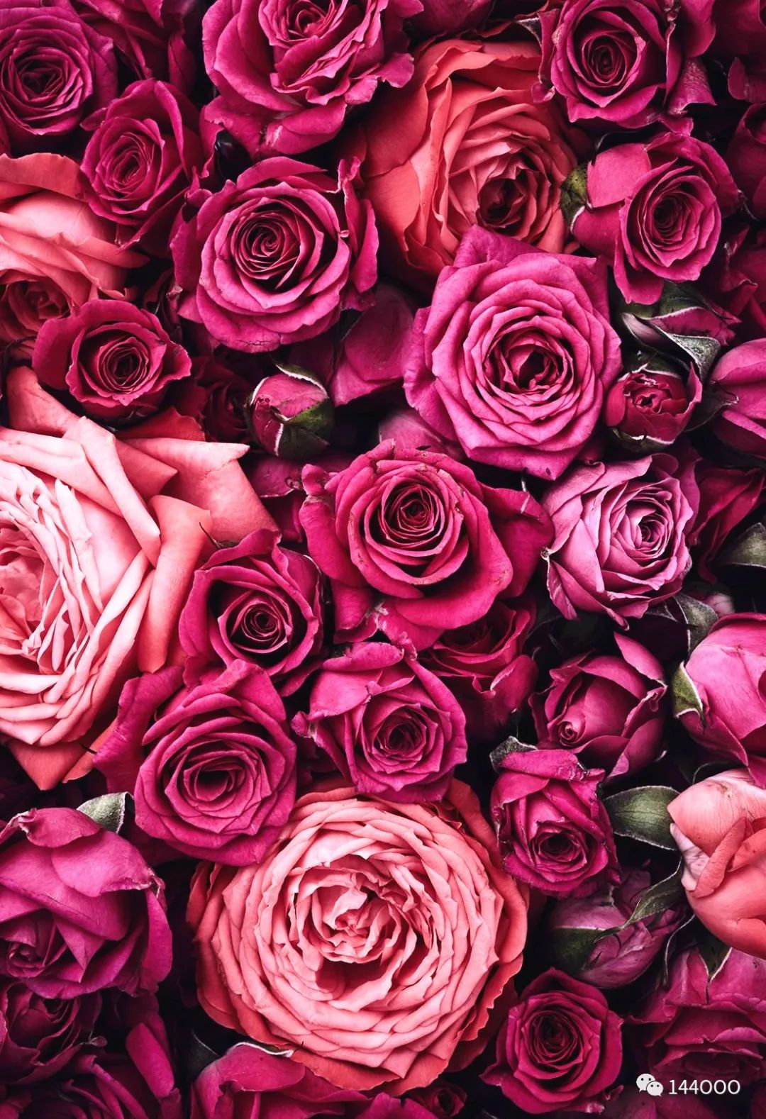 抵抗运动致星际特使