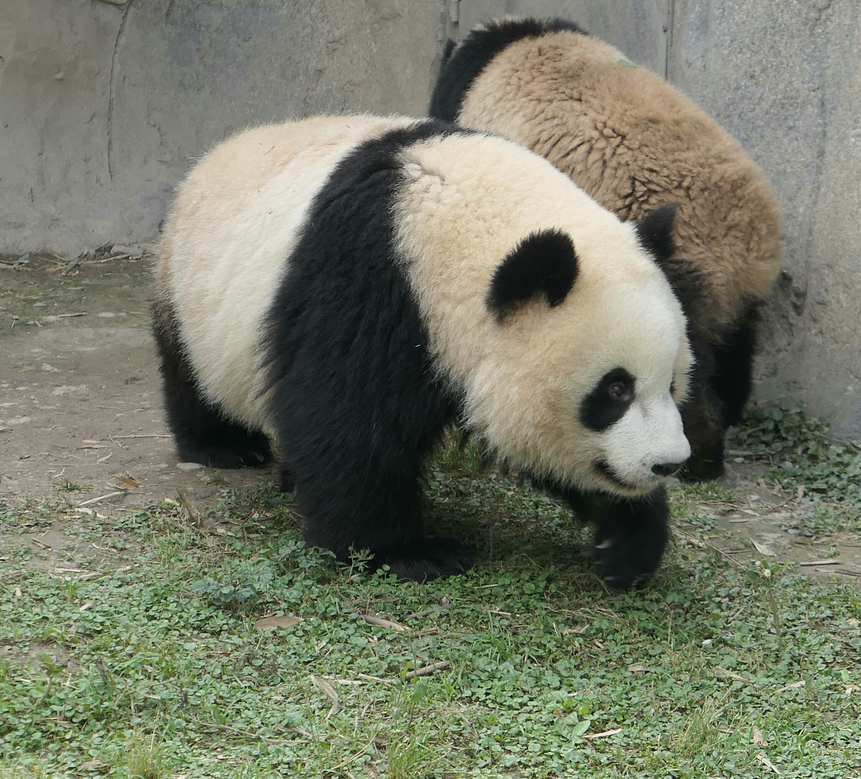 主题:@熊猫圈 腿长的熊猫看起来帅点,腿短的熊猫看起来可爱点 [3]收藏