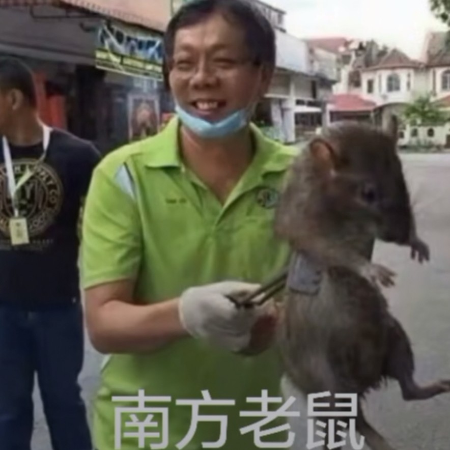 Вьетнам крысы