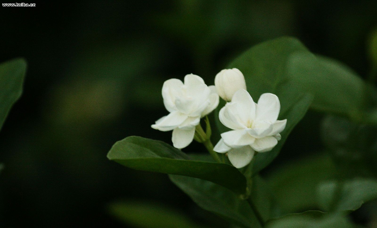 中文学名茉莉花