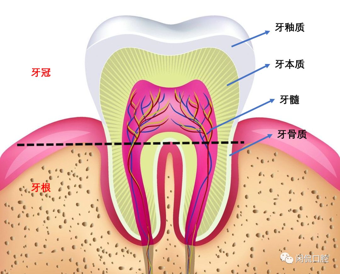 牙齿结构示意图.jpg