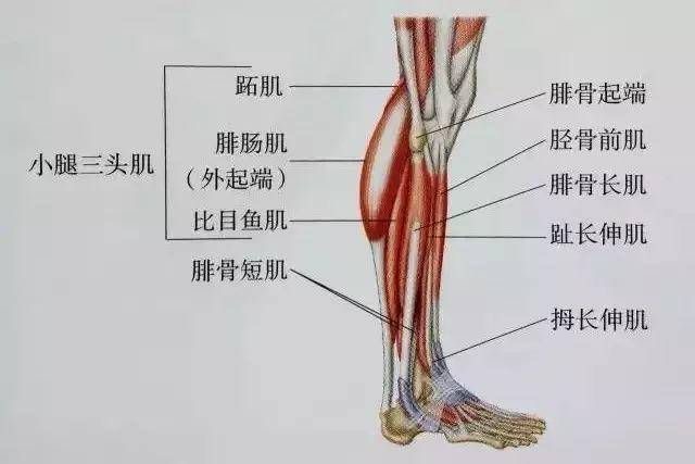 小腿最主要的肌肉叫做小腿三头肌,主要由两块肌肉构成:一块是粗大而