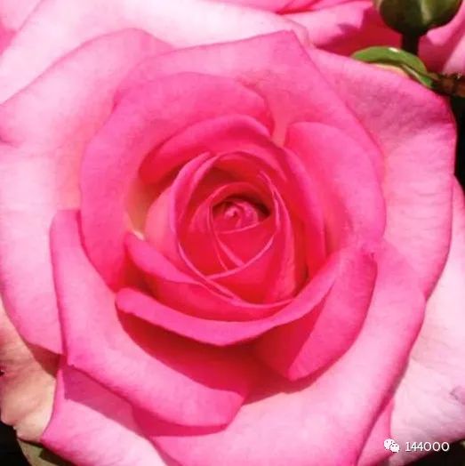 亚特兰蒂斯祭司