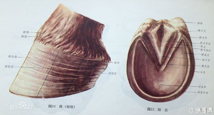 马蹄结构图片图图片
