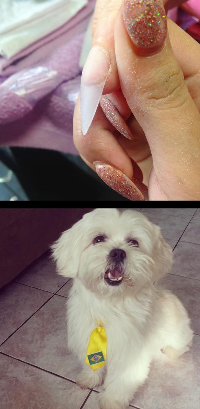 miracle nails,nail wraps,Extenside ude acrsin tip ni pegamento citas disponibles a partir del mi22 !! Se me lleno muy rla agenda (quisiera atenderlas a todas) :( pueden ir apartando su cita antes de que se llene Porque eu sou Brasil tbm!! , Brasil , cute , cutedog , lhasaapso , dogs , dogslovers , cup , worldcupbrazil  , worldcup2014 , copa , worldcup , instadog , petsofinstagram , pets , petstagram , animals , dogsofinstagram , nick  