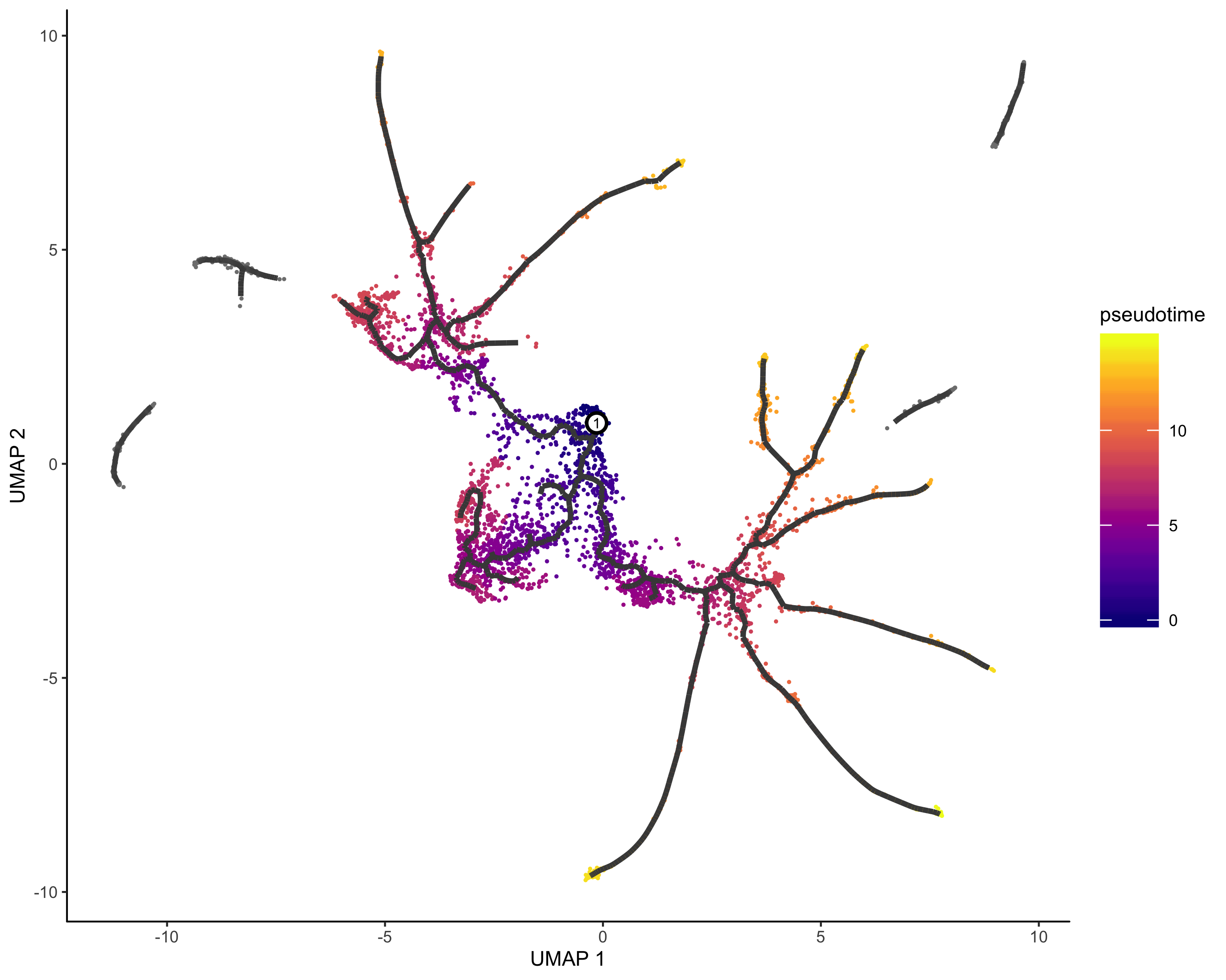 embryo_pr_graph_by_pseudotime_programmatically_ordered.png