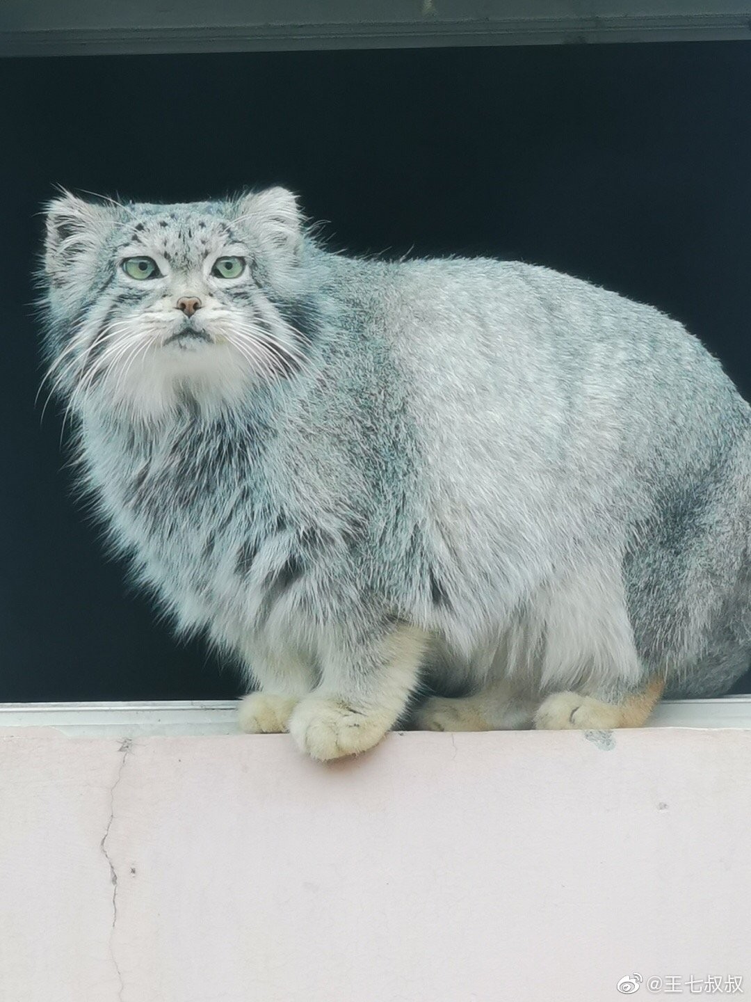 主题:动物xq,我觉得中型猫科动物可爱极了,猞猁狞猫豹猫兔狲,尤其是