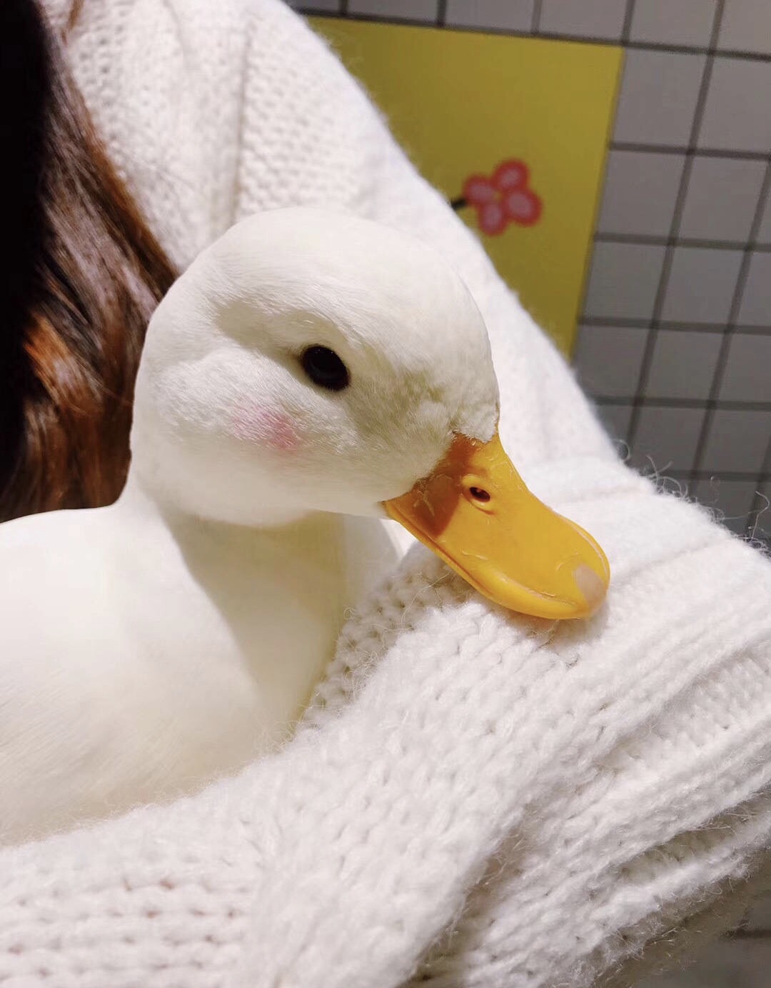 容光《少女星》成功签约电视剧〗 顶流人气不行?