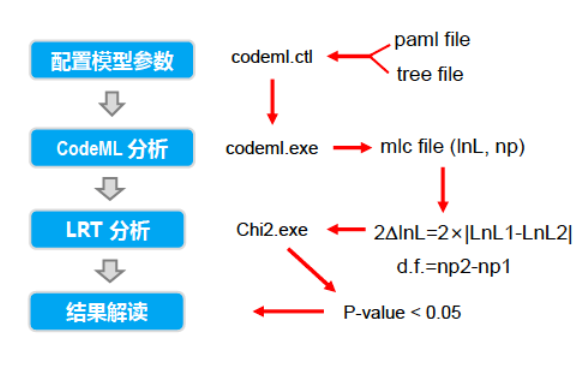 图片引自高芳銮老师课件