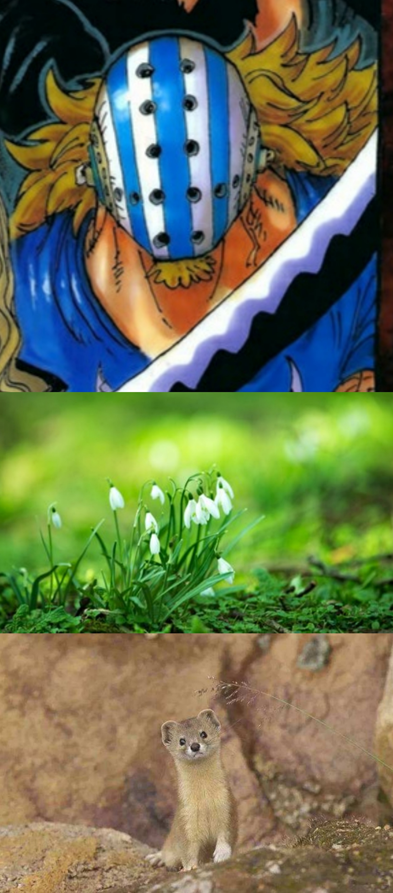 雪花莲花语:希望,纯洁的爱,纯白的爱,海洋的风