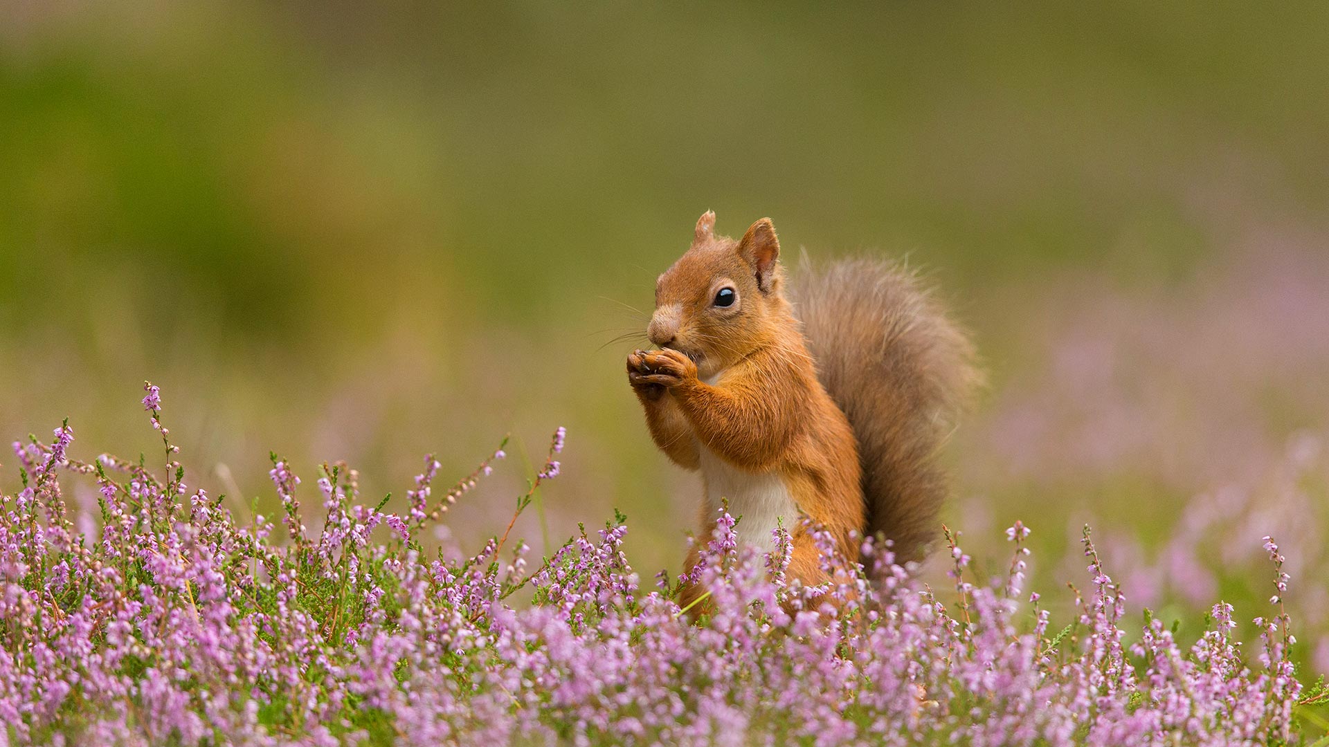 SquirrelHeather_ZH-CN1683129884_1920x1080.jpg