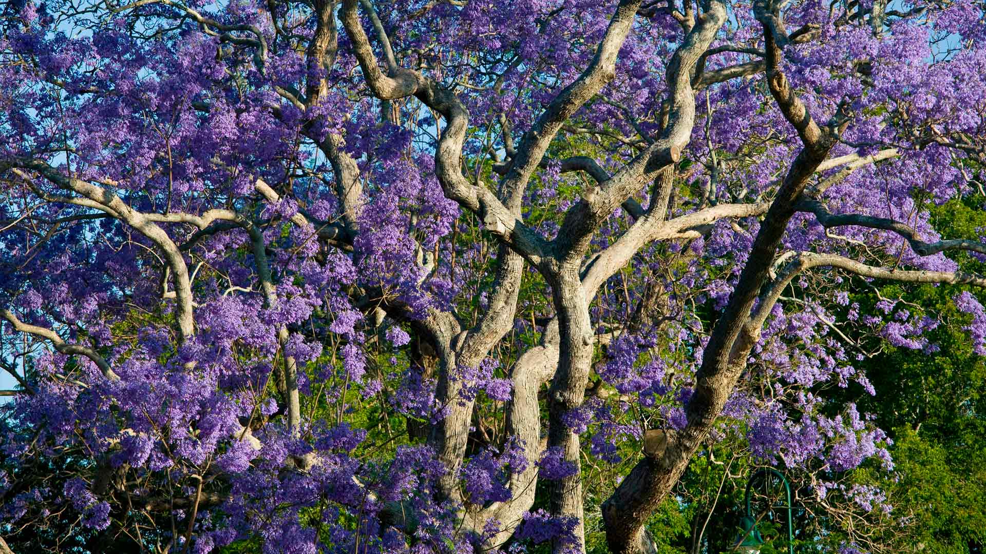 BloomingJacaranda_ZH-CN1456780313_1920x1080.jpg