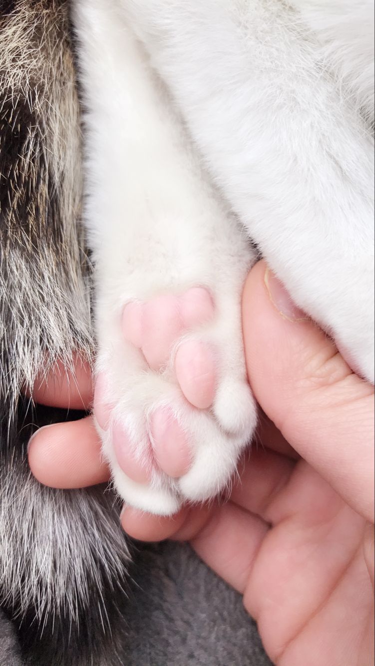 主题:我哥说,猫猫的肉垫颜色一般和毛色有关,比如浅色猫猫肉垫粉粉的