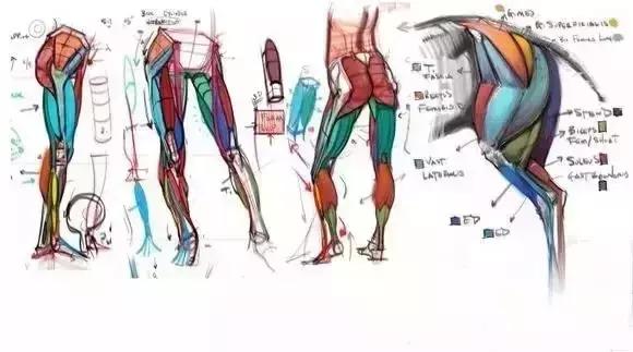 最到位的人体结构分析，美术生必备