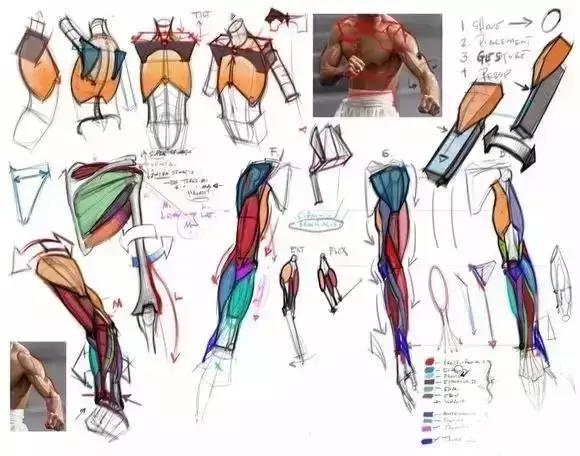 最到位的人体结构分析，美术生必备