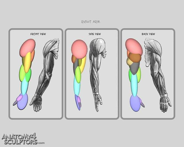 大师的人体结构图，讲解得很细致