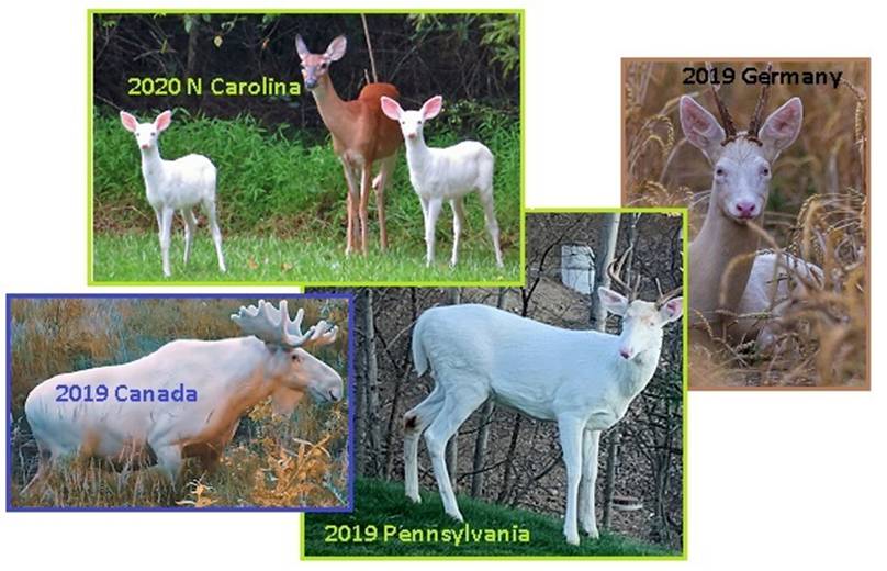 齐塔人之声通讯第720期|2020/07/19 永久遮盖、黑帽双打、教皇本笃十六世辞职、压缩太平洋、白化病患者无处不在