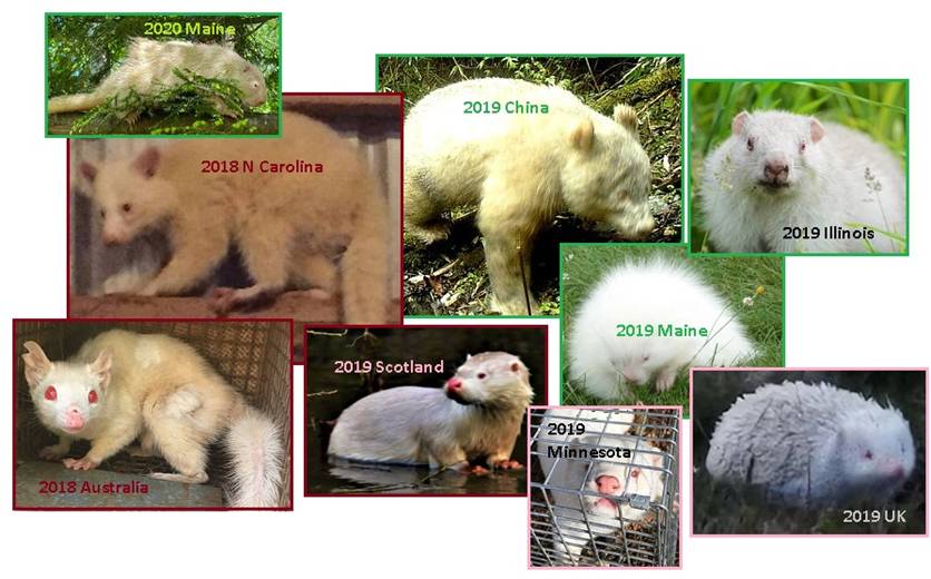 齐塔人之声通讯第720期|2020/07/19 永久遮盖、黑帽双打、教皇本笃十六世辞职、压缩太平洋、白化病患者无处不在