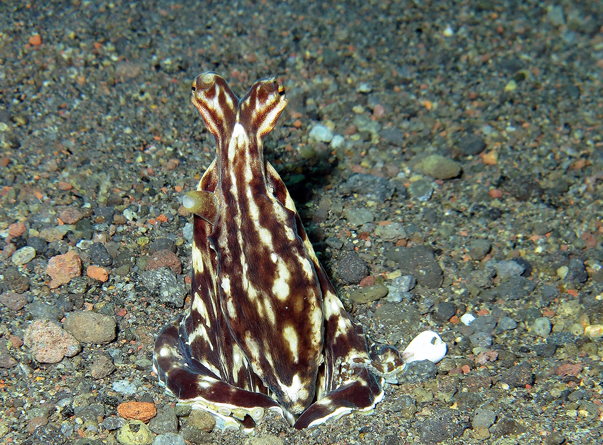 thaumoctopus mimicus 巴厘岛艾湄湾 amed bay 印度尼西亚 indonesia