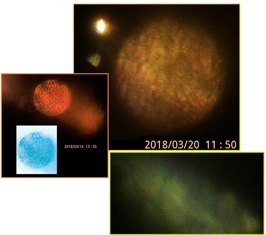 齐塔人之声通讯第724期|2020/8/16 拜登的动脉瘤、推特战争、弓形弹击