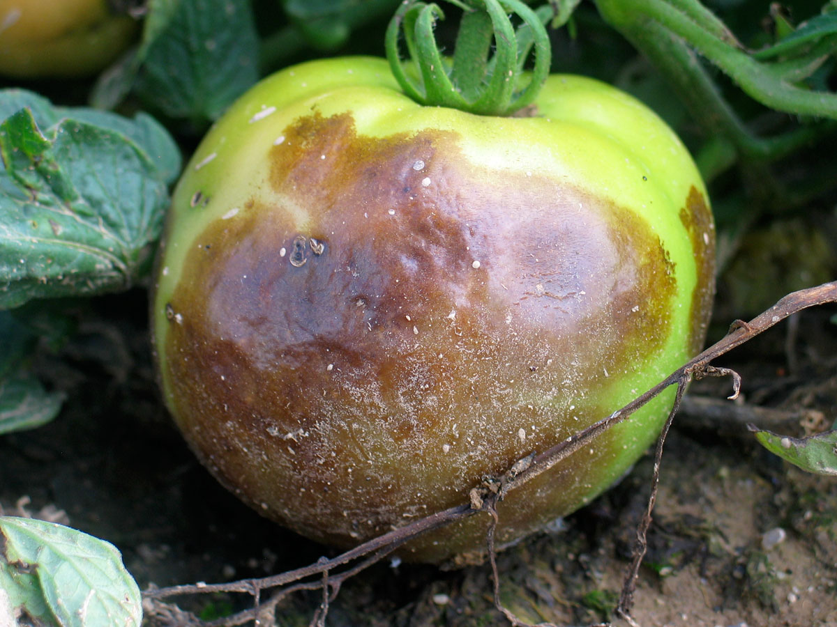 Buckeye fruit rot on tomatoes
