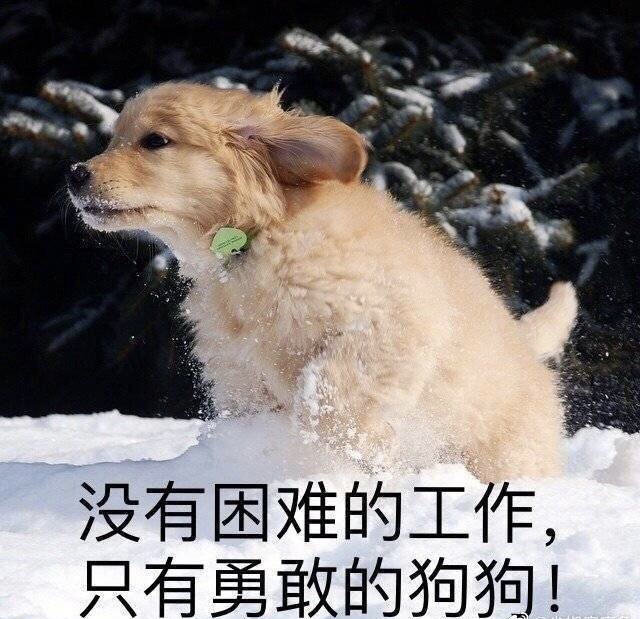 主题:没有困难的工作,只有勇敢的狗狗! [2]收藏该贴已收藏只看楼主