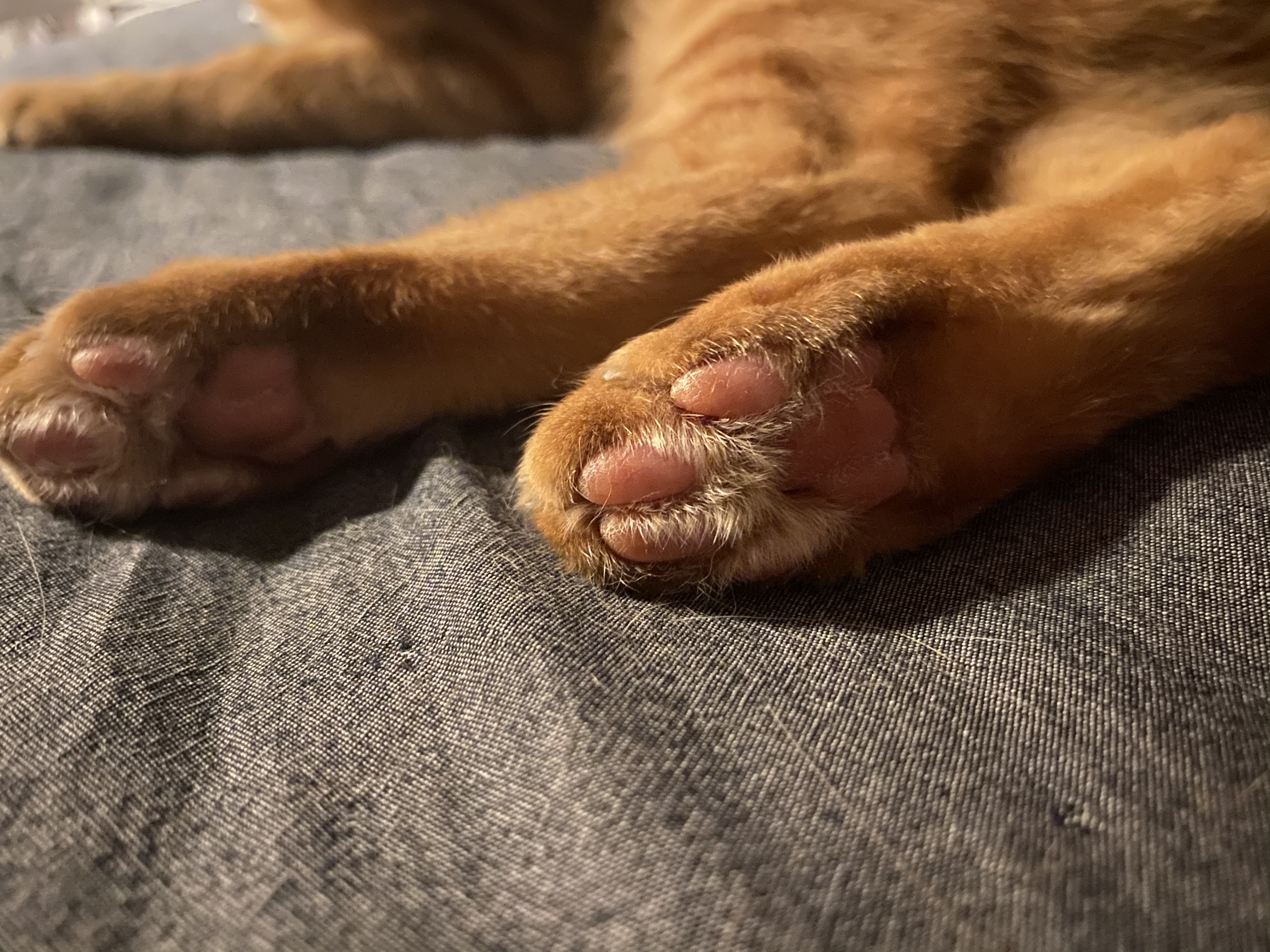 主题给你们看张臭jio照片觉得好看请回馈一张你们的jiojio照片56收藏