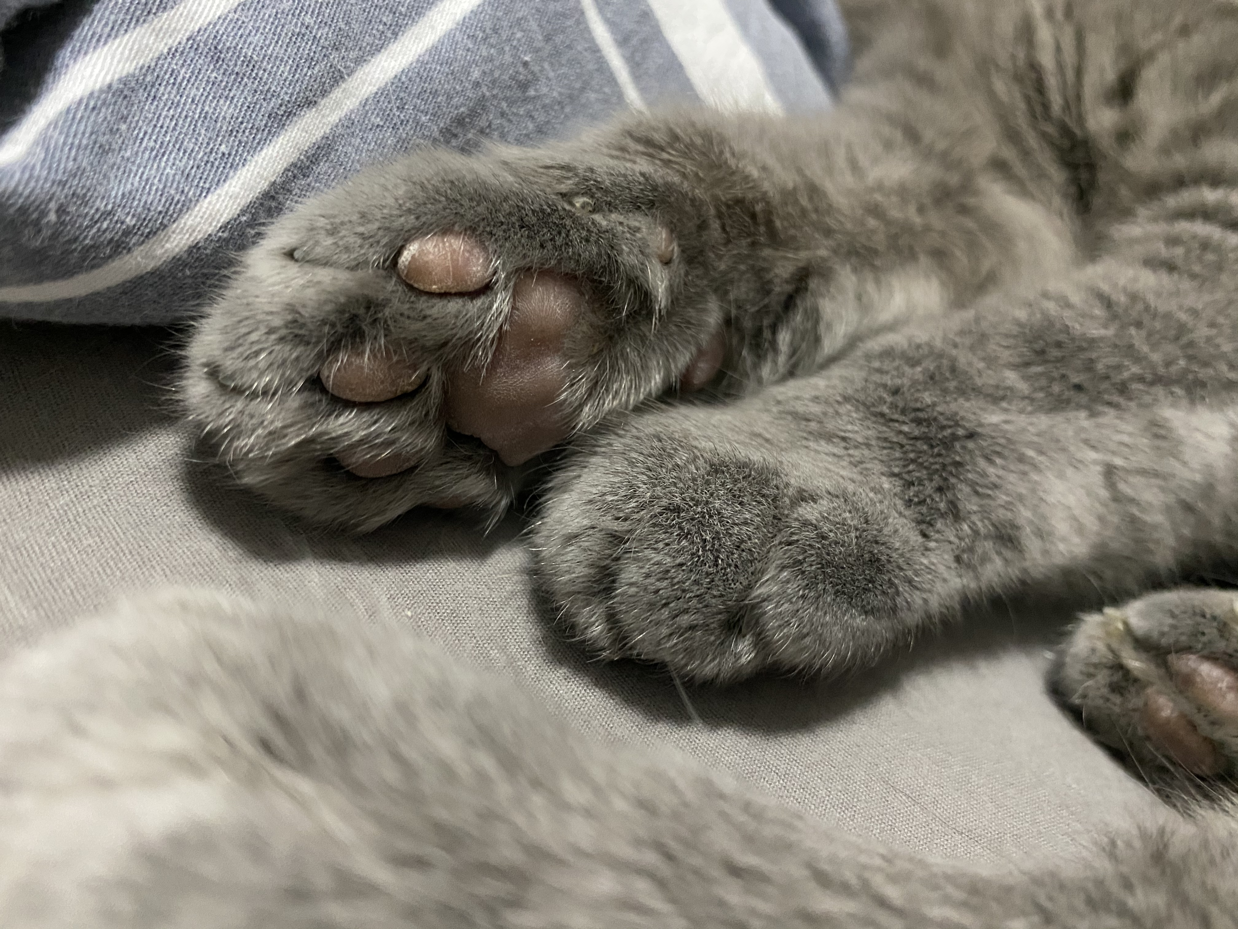 主题给你们看张臭jio照片觉得好看请回馈一张你们的jiojio照片56收藏