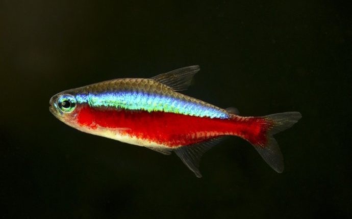 宝莲灯鱼（Paracheirodon Axelrodi） | 51热带鱼