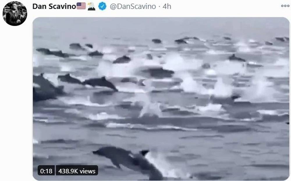 丹•海豚,参议院阻止法案,但看看结果如何|圣诞老人冲浪(海滩广播)