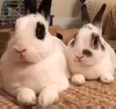 兔兔惊了