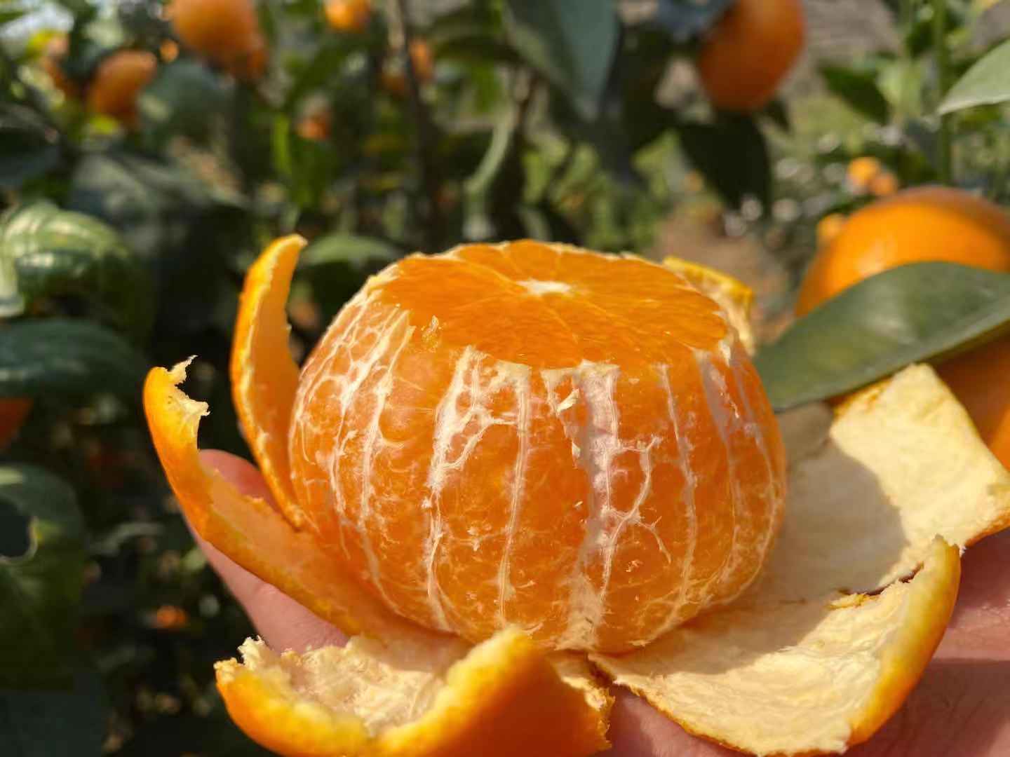 广西沃柑橘子上市了不甜不要钱