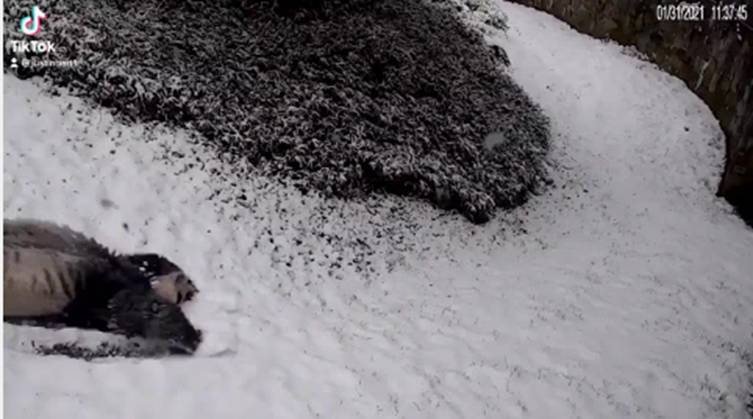 缅甸军方逮捕他们的领导人| Sierra(NZ)